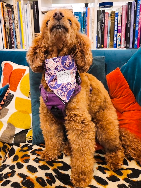 *NEW* LHG Dog Bandana