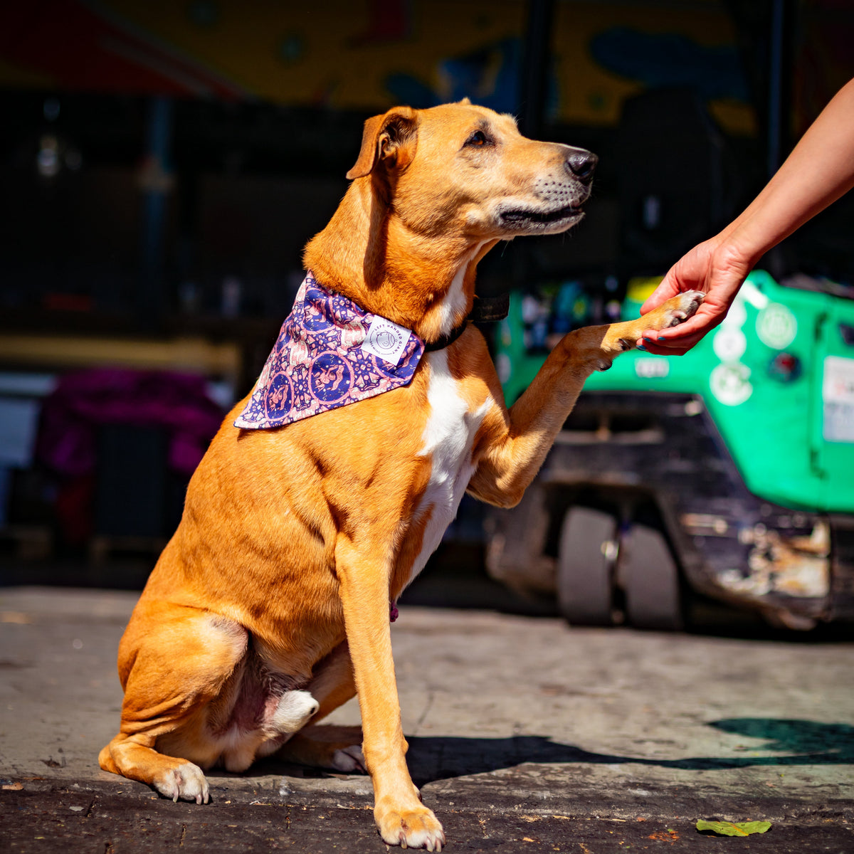 A golden-brown dog wearing a purple patterned bandana sits on a concrete floor, reaching its paw up to shake a human hand, with a green utility cart blurred in the background.